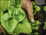 salad harvest photo