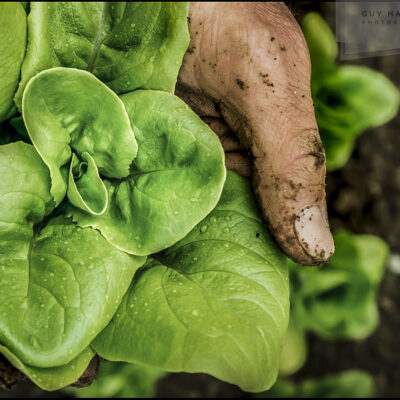 salad harvest photo © Guy Harrop 2024