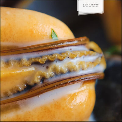 oozing restaurant mussels © Guy Harrop 2023