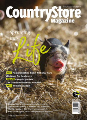 commercial pig farming photography