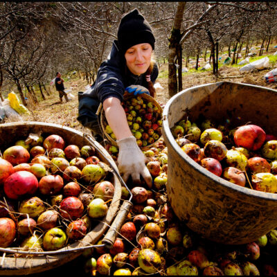 cider apple harvest photography somerset devon &copy; Guy Harrop 2026